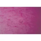 EXACOMPTA Gumis mappa, prespán, A4, EXACOMPTA, rózsaszín