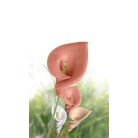 FIMO Gyurma, 500 g, levegőre száradó, FIMO "Air Basic", bőrszín