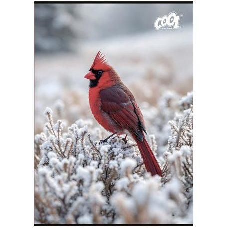 COOL BY VICTORIA Füzet, tűzött, A4, kockás, 32 lap, COOL BY VICTORIA "Little Birds", "87-32"