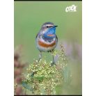 COOL BY VICTORIA Füzet, tűzött, A4, kockás, 32 lap, COOL BY VICTORIA "Little Birds", "87-32"