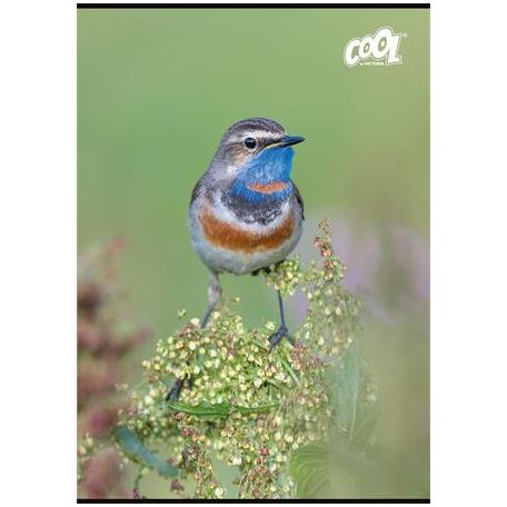 COOL BY VICTORIA Füzet, tűzött, A4, kockás, 32 lap, COOL BY VICTORIA "Little Birds", "87-32"