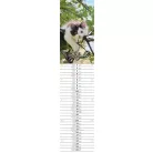 CSG Naptár, fali, jegyzet, CSG "Szép Napot"