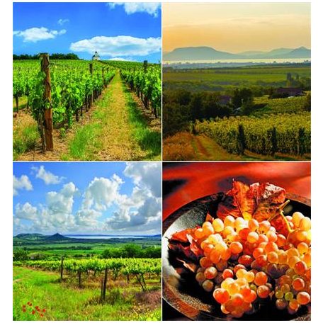 CSG Naptár, fali, CSG "Borvidék"