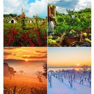 CSG Naptár, fali, CSG "Borvidék"