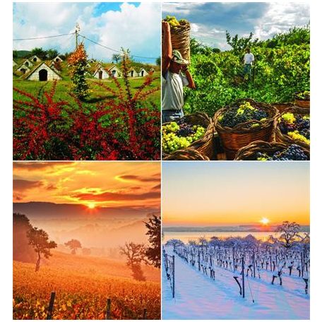 CSG Naptár, fali, CSG "Borvidék"