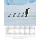 CSG Naptár, fali, CSG, "Csodálatos bolygónk"