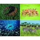 CSG Naptár, fali, CSG, "Csodálatos bolygónk"