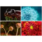 DAYLINER Naptár, fali, DAYLINER, "Macro Lens"