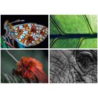 DAYLINER Naptár, fali, DAYLINER, "Macro Lens"