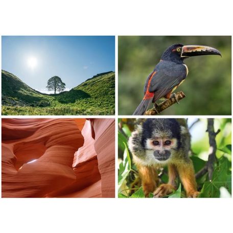 DAYLINER Naptár, fali, DAYLINER, "Természet varázsa"