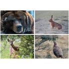 DAYLINER Naptár, fali, DAYLINER, "Vadászat"