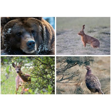 DAYLINER Naptár, fali, DAYLINER, "Vadászat"