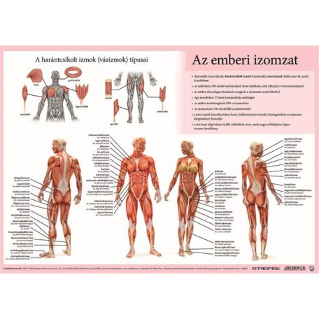 STIEFEL Könyökalátét, kétoldalas, A3, STIEFEL "Az emberi vázizomzat / érzékszervek"