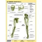 STIEFEL Tanulói munkalap, A4, STIEFEL "Az emberi csontváz"