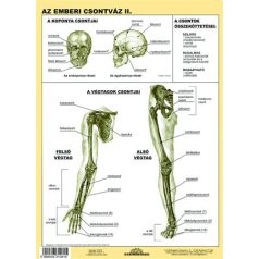   STIEFEL Tanulói munkalap, A4, STIEFEL "Az emberi csontváz"