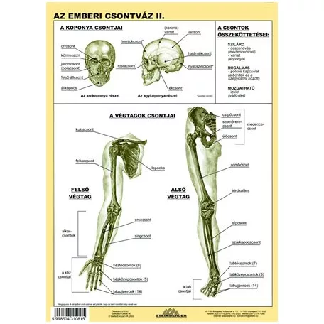 STIEFEL Tanulói munkalap, A4, STIEFEL "Az emberi csontváz"