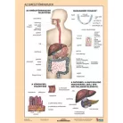 STIEFEL Tanulói munkalap, A4,  STIEFEL "Az emésztőrendszer"