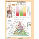 STIEFEL Tanulói munkalap, A4,  STIEFEL "Az emésztőrendszer"