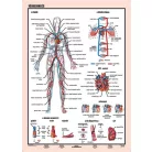 STIEFEL Tanulói munkalap, A4,  STIEFEL "Vérkeringés"