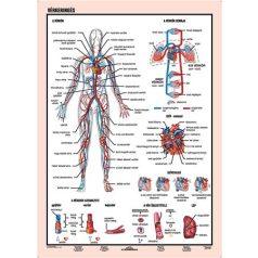   STIEFEL Tanulói munkalap, A4,  STIEFEL "Vérkeringés"