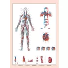 STIEFEL Tanulói munkalap, A4,  STIEFEL "Vérkeringés"