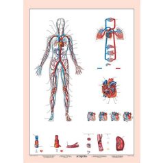   STIEFEL Tanulói munkalap, A4,  STIEFEL "Vérkeringés"