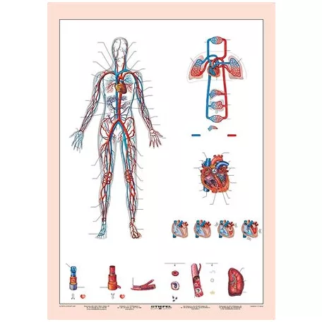 STIEFEL Tanulói munkalap, A4,  STIEFEL "Vérkeringés"