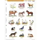 STIEFEL Tanulói munkalap, A4, STIEFEL" A ház körül élő állatok"