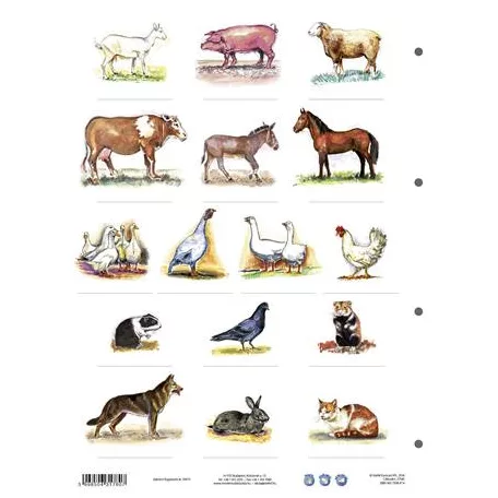 STIEFEL Tanulói munkalap, A4, STIEFEL" A ház körül élő állatok"