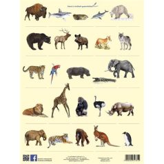   STIEFEL Tanulói munkalap, A4, STIEFEL" Vadon élő állatok"
